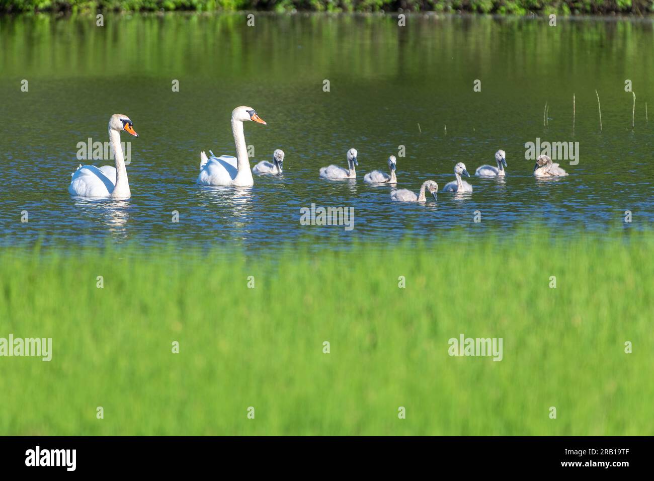 Swan family on a pond Stock Photo - Alamy