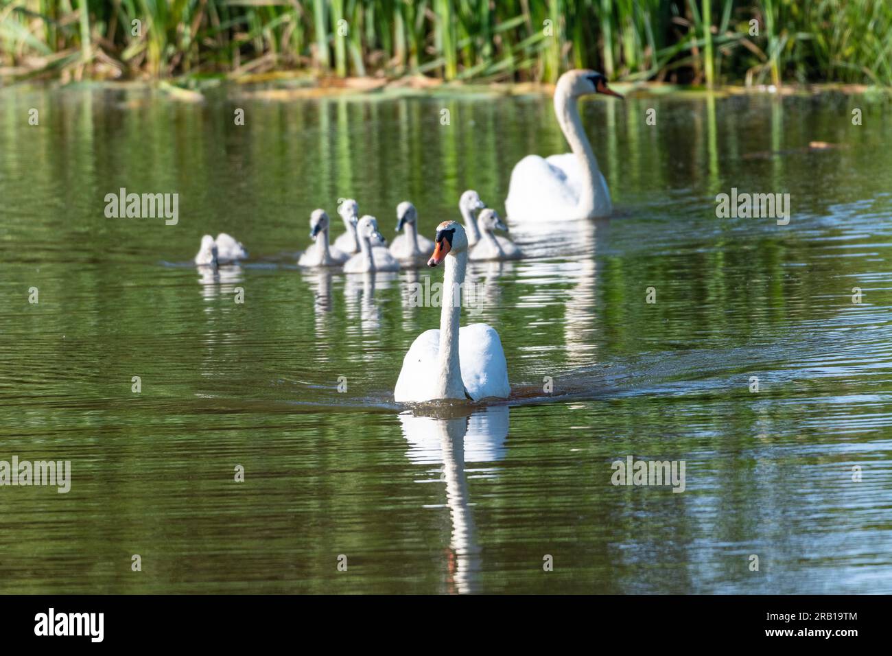 Swan family on a pond Stock Photo - Alamy