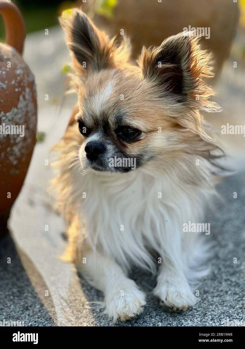 Long haired male chihuahua discount