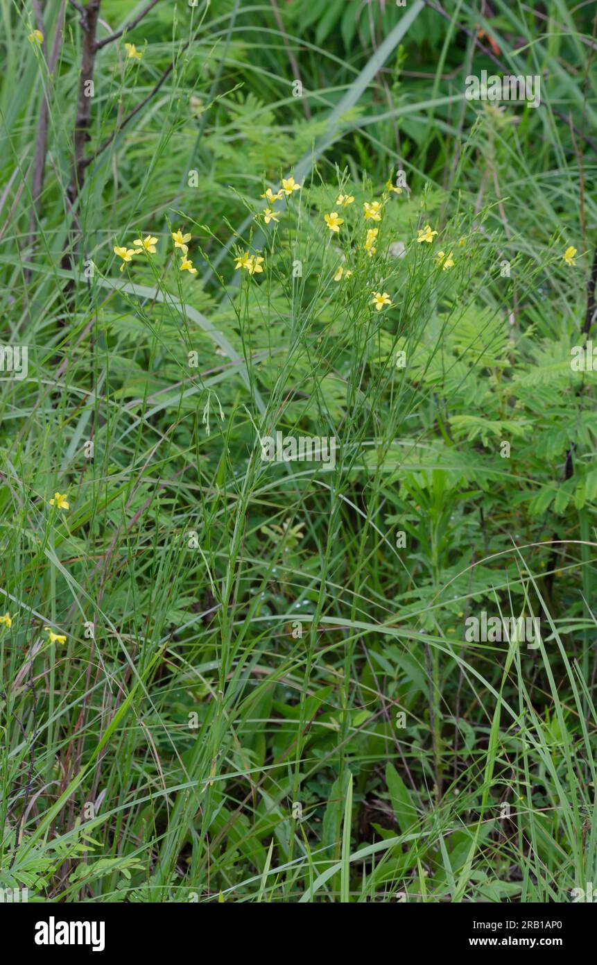 Grooved Yellow Flax, Linum sulcatum Stock Photo