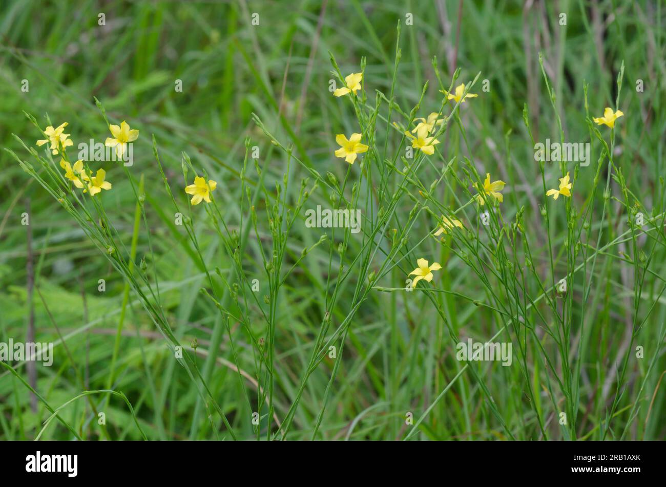 Grooved Yellow Flax, Linum sulcatum Stock Photo