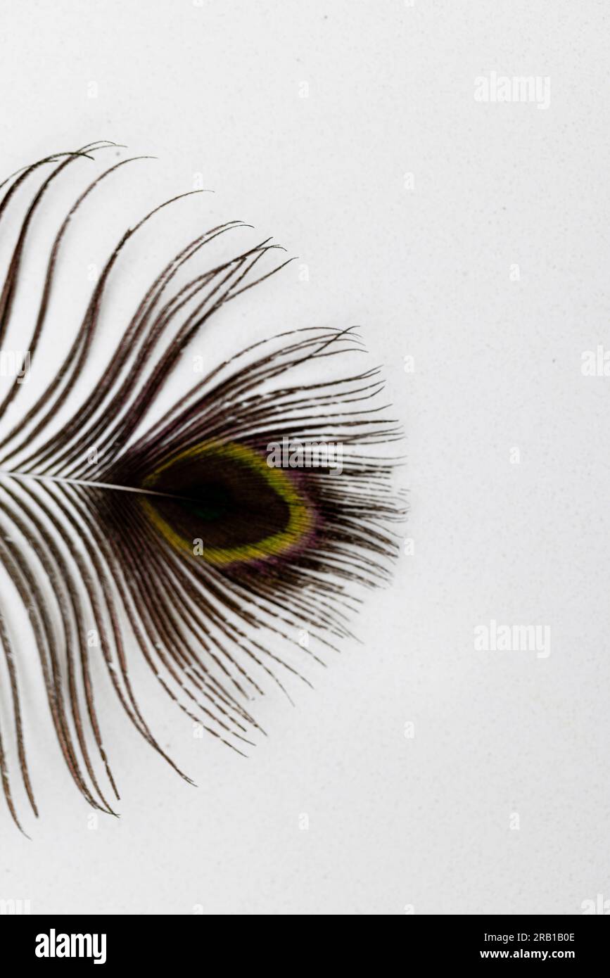 Part of a peacock feather on a white background Stock Photo Alamy