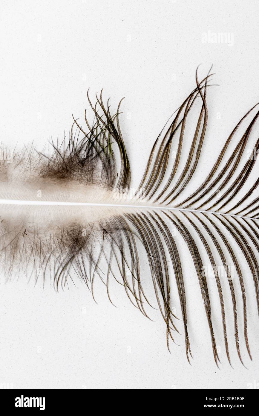 Part of a peacock feather on a white background Stock Photo