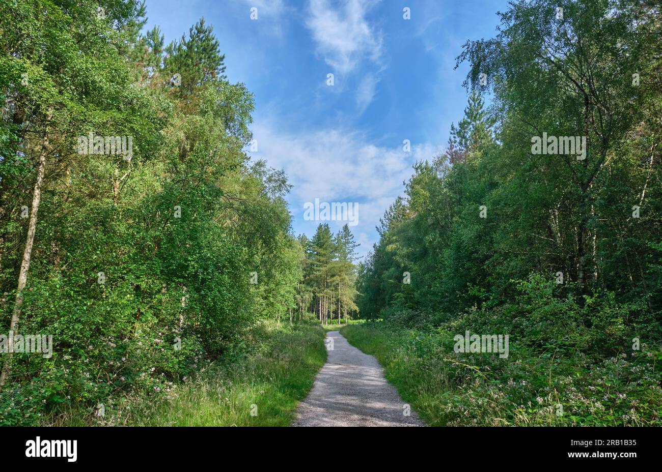 Path through Cannock Chase, Staffordshire Stock Photo