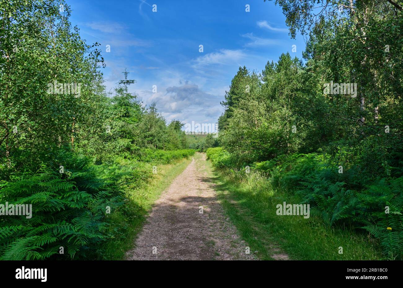 Path through Pepper Slade, Cannock Chase, Staffordshire Stock Photo