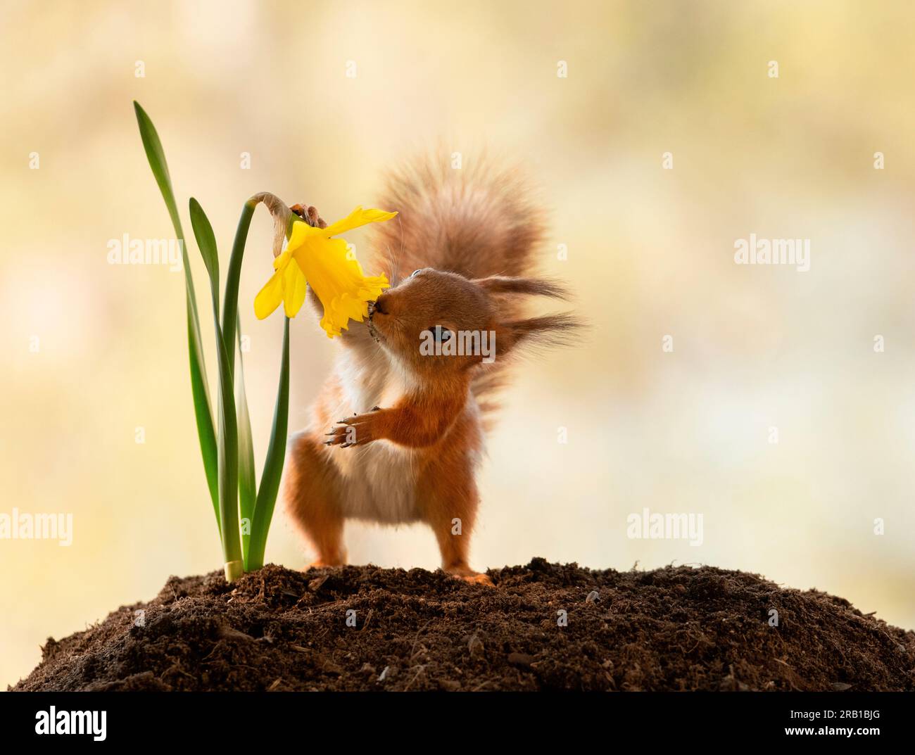 Red squirrel is smelling a narcissus flower Stock Photo Alamy