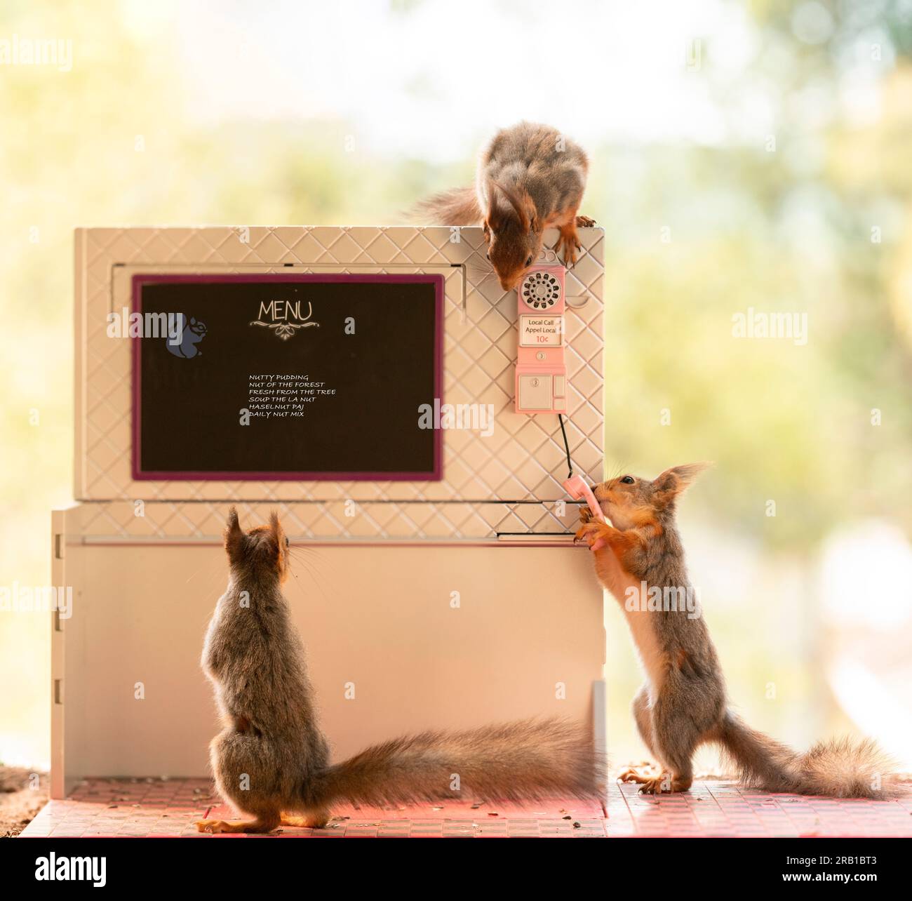Red squirrels in a restaurant with a telephone Stock Photo Alamy