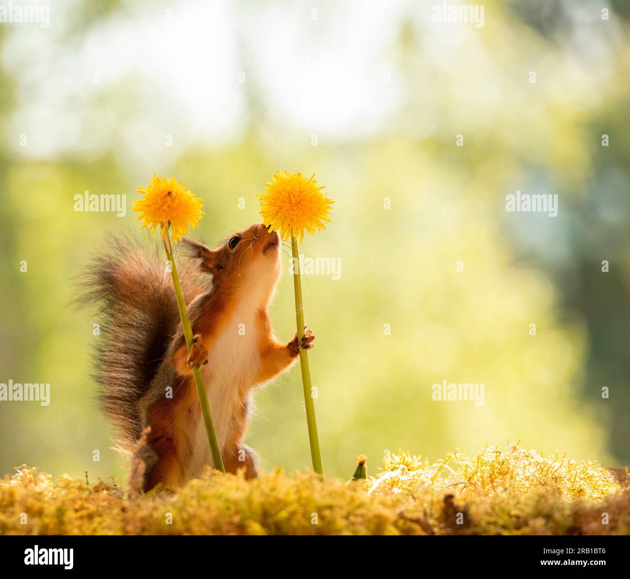 Red squirrel with dandelion flowers Stock Photo