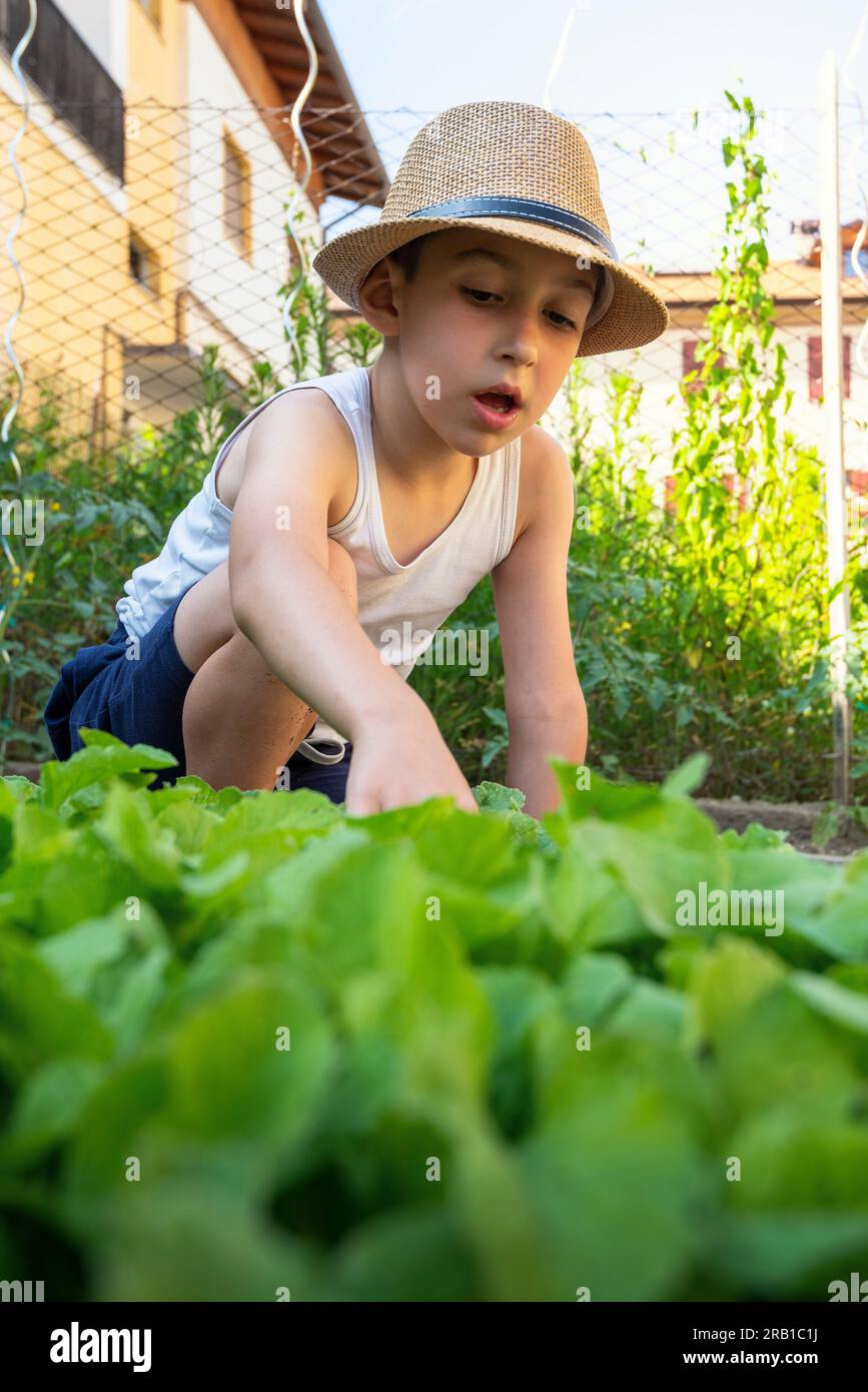 Seeing your fruits grow for a better future. Europe, Italy, Trentino South Tyrol, Trento district, Cles Stock Photo