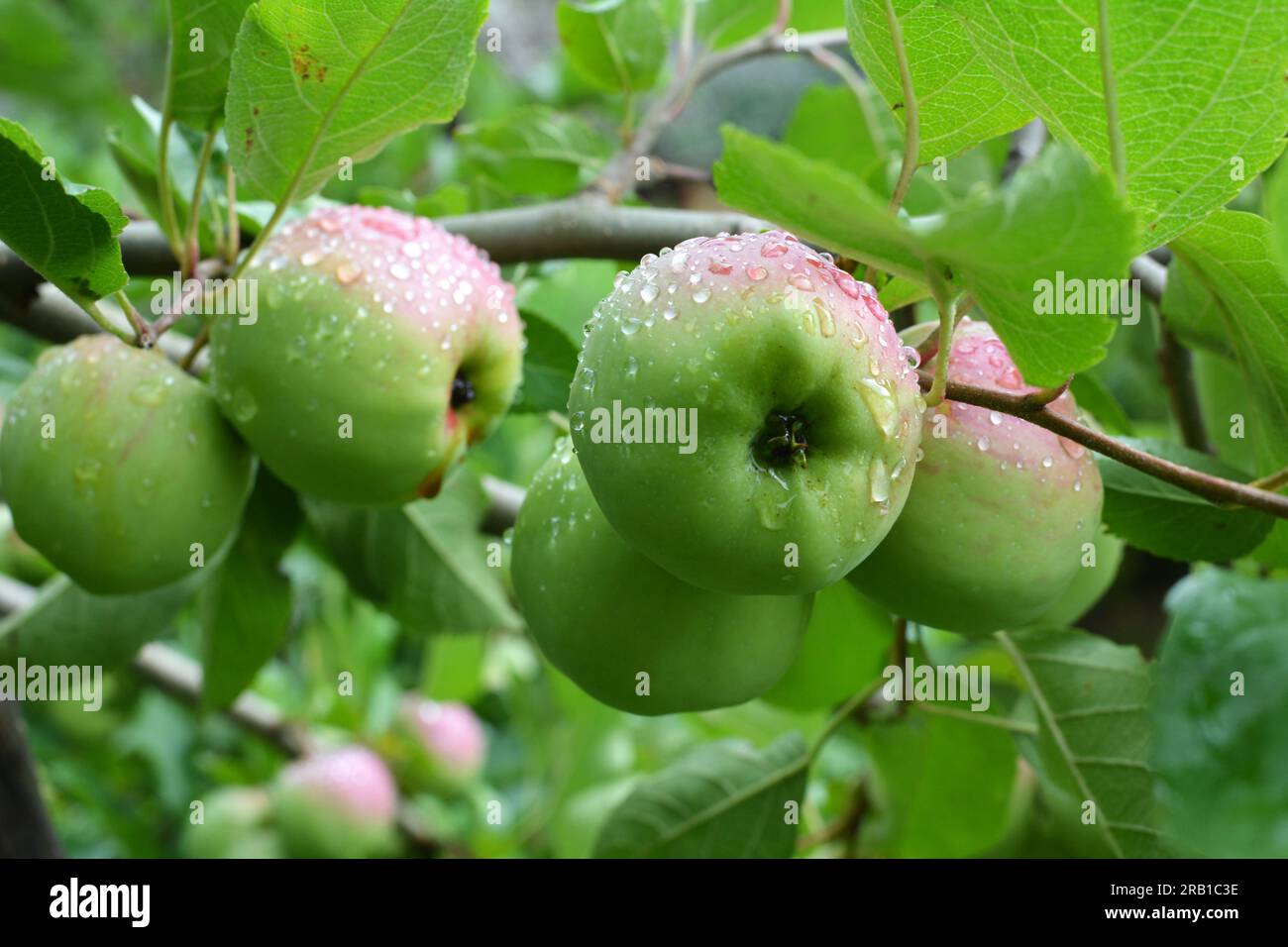 Apple Before Ripe Processing apples hi-res stock photography and images - Alamy