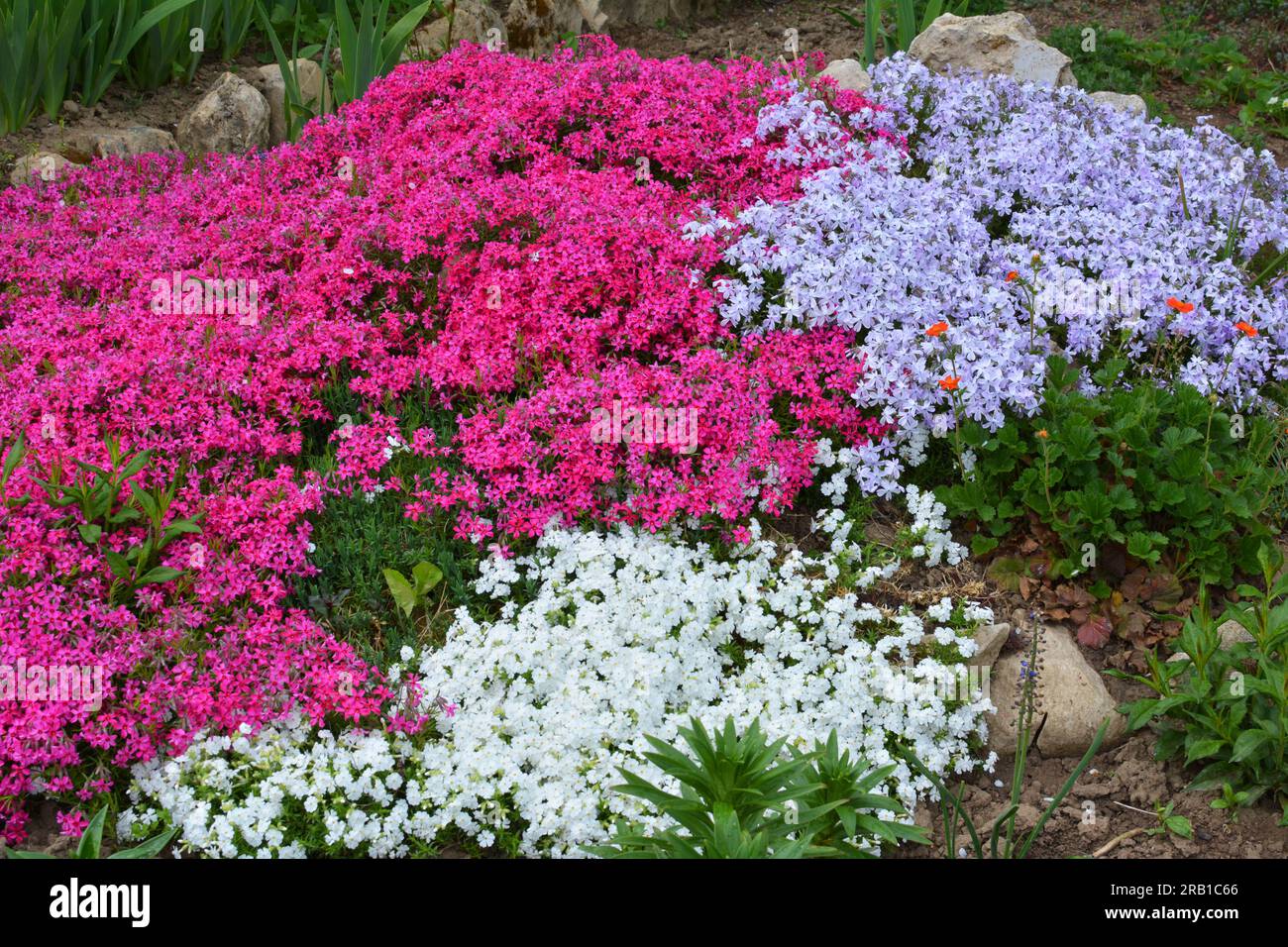 In spring, phlox subulata blooms in a flower bed Stock Photo