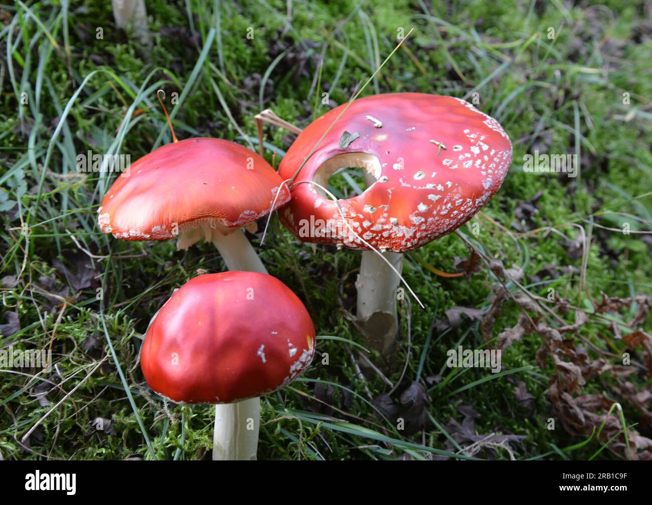 Poisonous mushrooms grow in the forest in the wild red fly agaric
