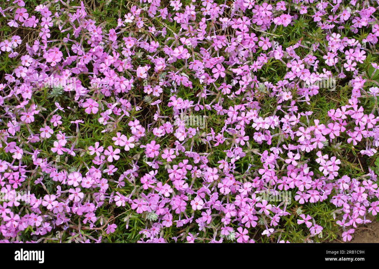Phlox subulata blooms on the flowerbed Stock Photo