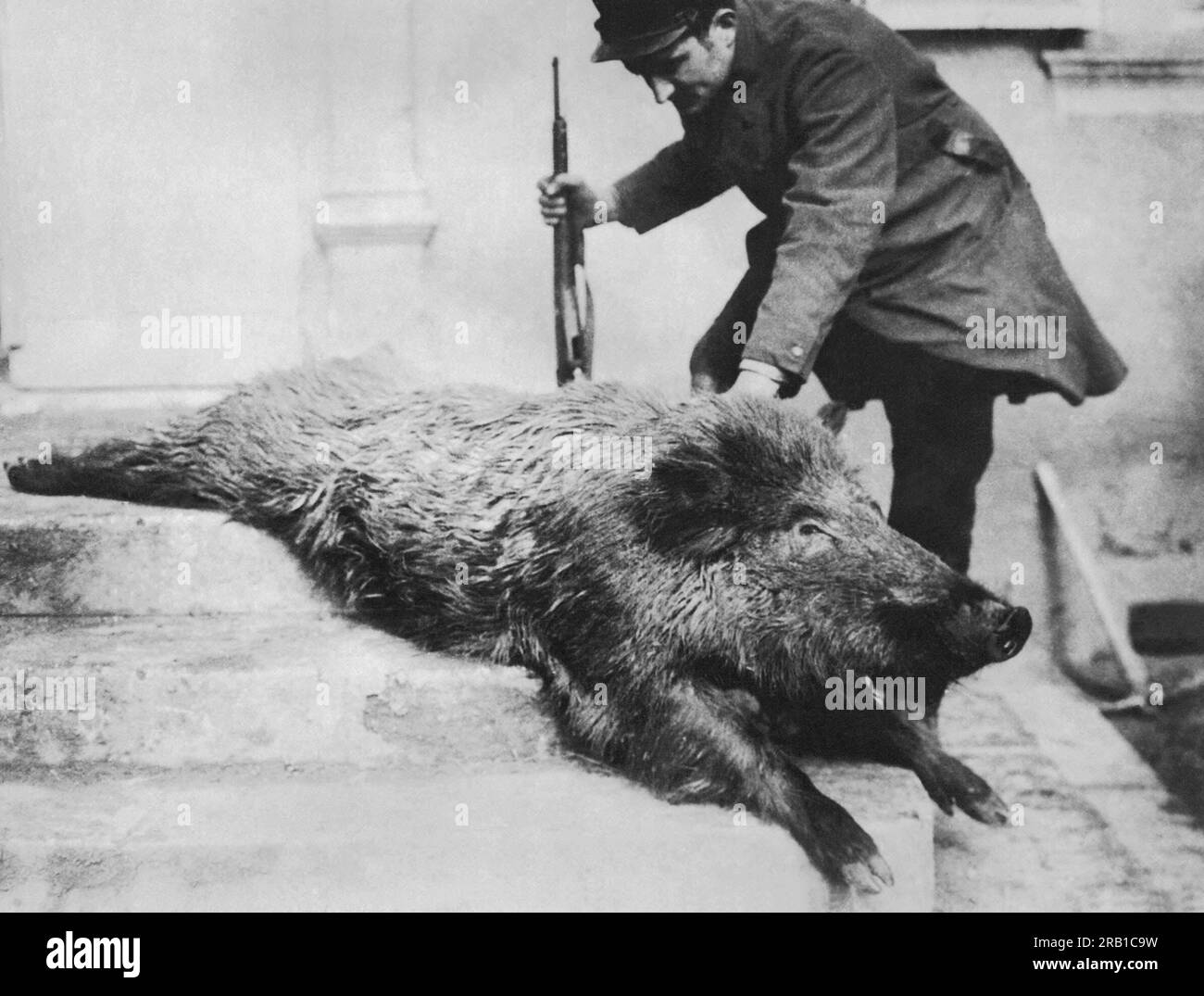 France:  c. 1917 A French soldier sees dinner with the wild boar that was shot when it was viewed through a periscope approching the French trenches and then carried in at night. Stock Photo