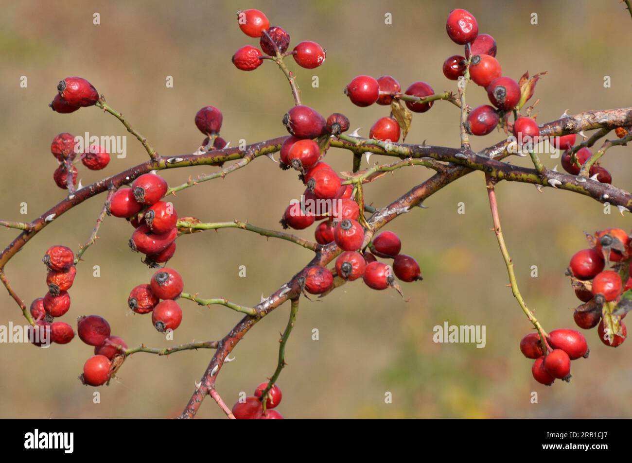 Red berries ripen on the branch of a dog rose bush Stock Photo