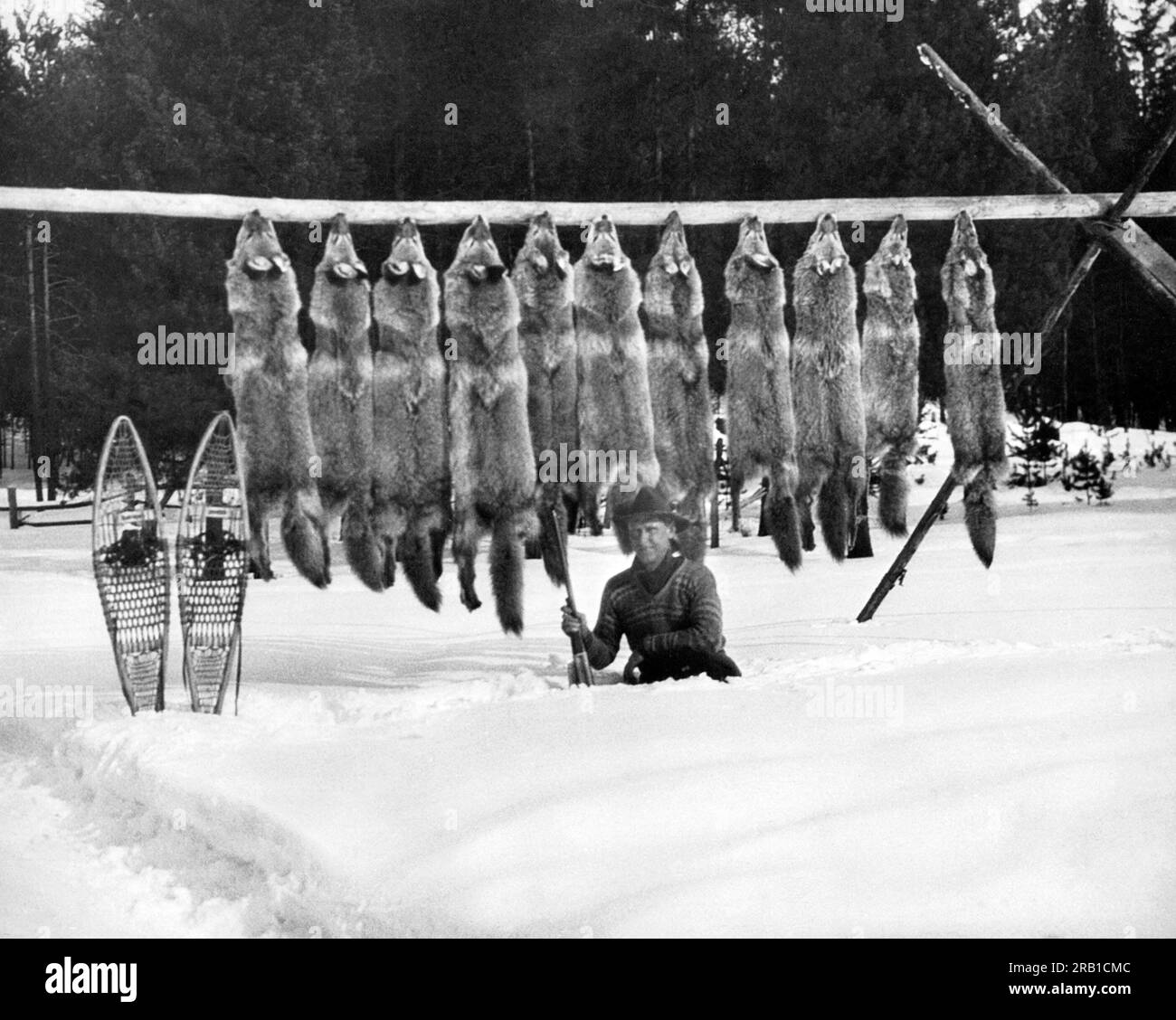 North America:  c. 1955 A man kneels in the snow in front of the eleven wolves he has shot and has strung up on a pole. Stock Photo