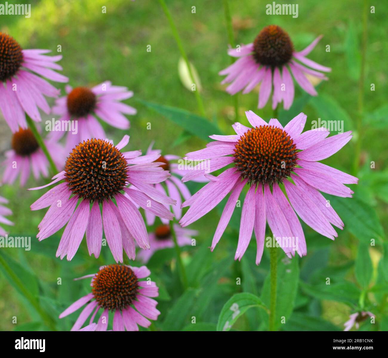 Bloom in nature perennial plant from the family of aster echinacea