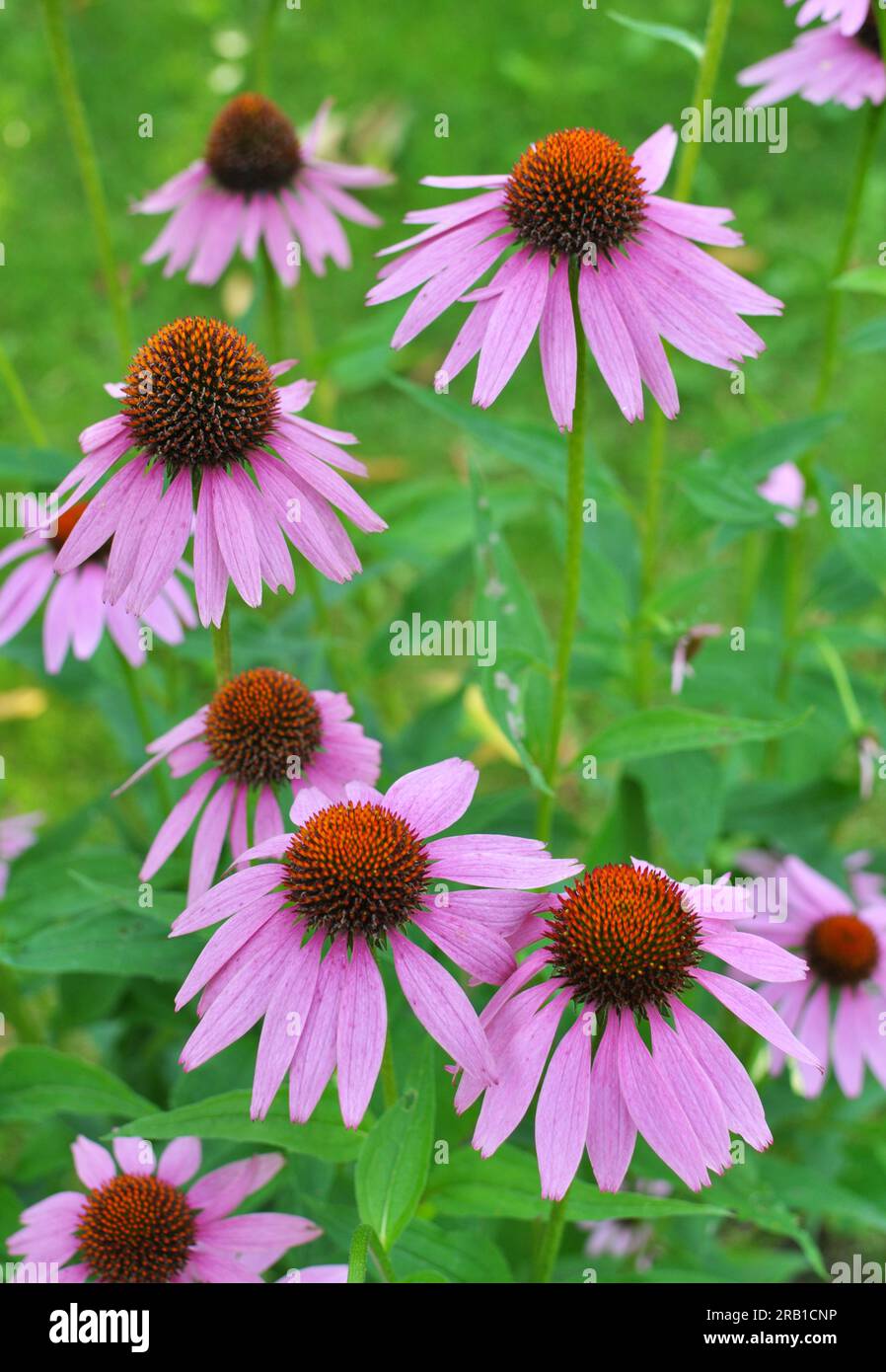 Bloom in nature perennial plant from the family of aster echinacea purpurea Stock Photo
