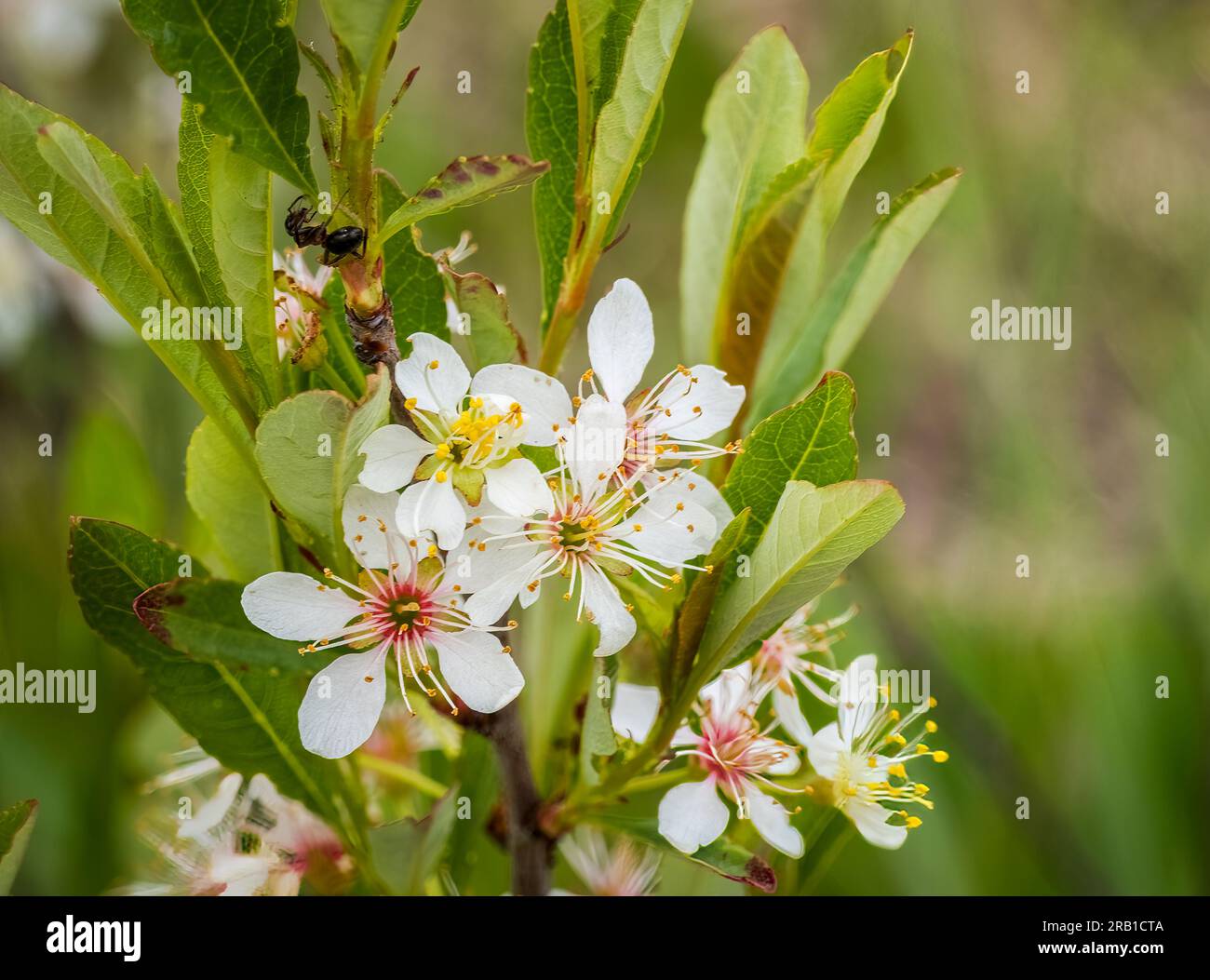 Sand cherry flowers on a Lake Superior beach in upper Wisconsin USA Stock Photo