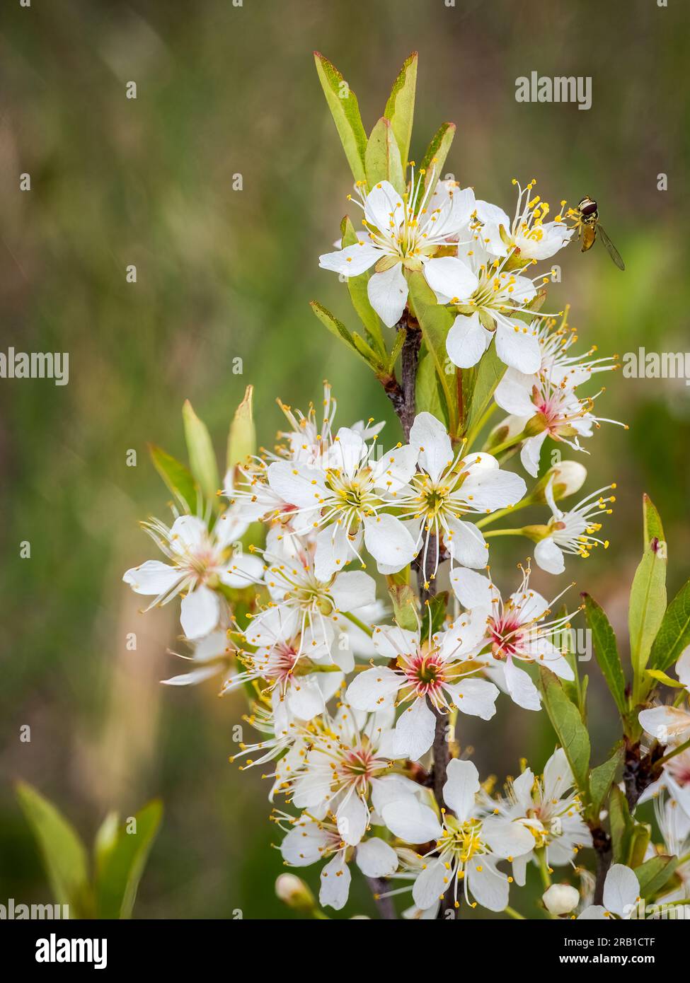Sand cherry flowers on a Lake Superior beach in upper Wisconsin USA Stock Photo