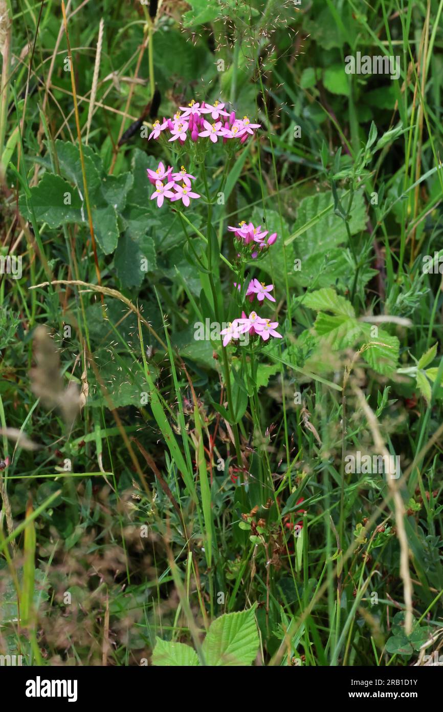 A Common Centaury a beautiful pink wildflower in the Cotswold Hills Gloucestershire UK Stock Photo