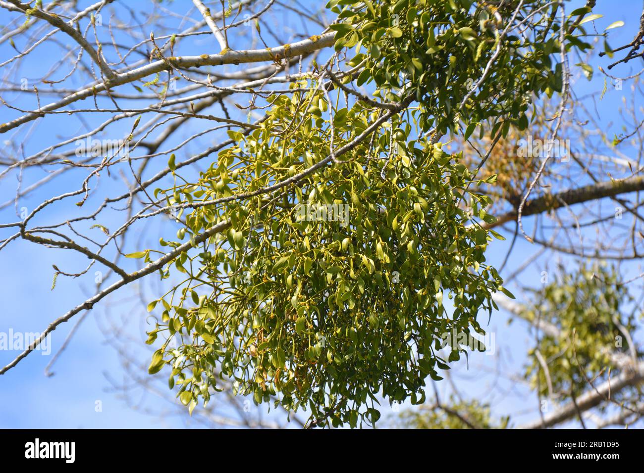 In nature, mistletoe (Viscum album) parasitizes on the tree Stock Photo