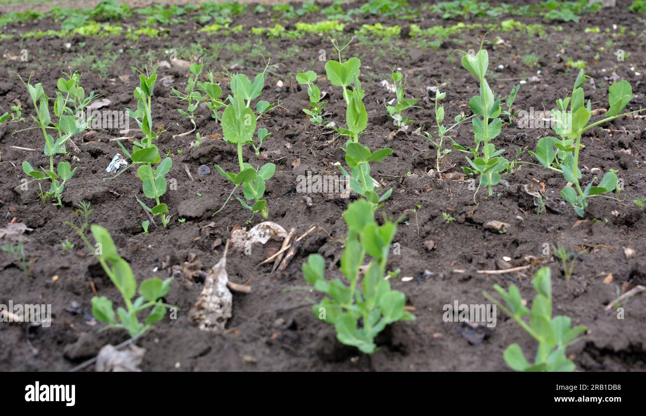 Young pea sprouts sprouted in the open organic soil Stock Photo