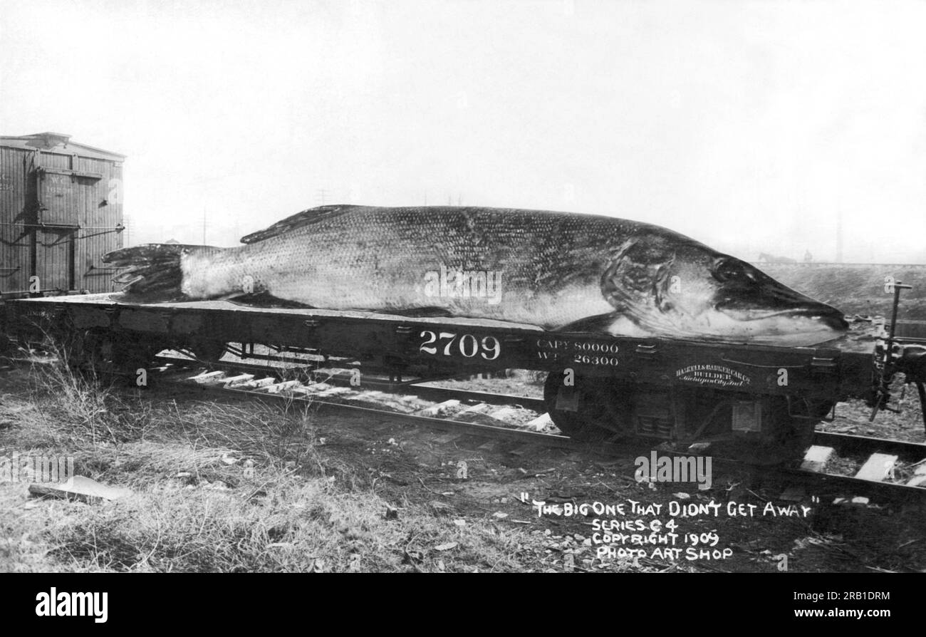 Minnesota:  1909 A postcard of a flatbed railroad car with an oversize northern pike stretching the length of it. Stock Photo