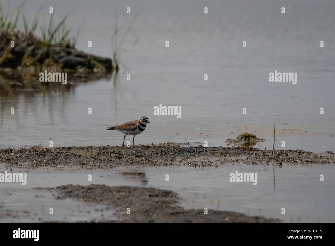 Killdeer in salt flat at Plum island in Parker River National Wildlife Refuge, side view of bird