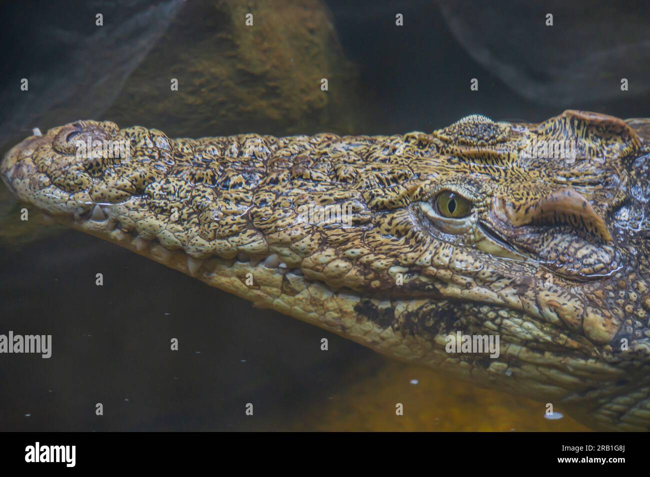 A Cuban crocodile Crocodylus Rhombifer is a small species of crocodile endemic to Cuba. Crocodile head up close. Crocodile swimming in water - head on Stock Photo