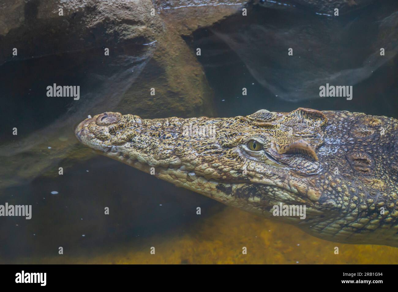 A Cuban crocodile Crocodylus Rhombifer is a small species of crocodile endemic to Cuba. Crocodile head up close. Crocodile swimming in water - head on Stock Photo
