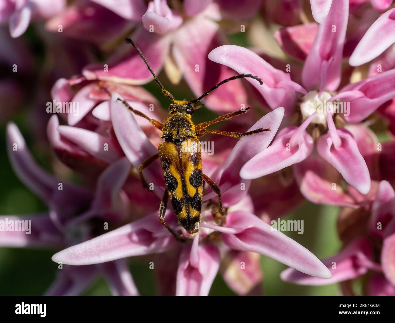 Typocerus octonotatus on showy milkweed Stock Photo