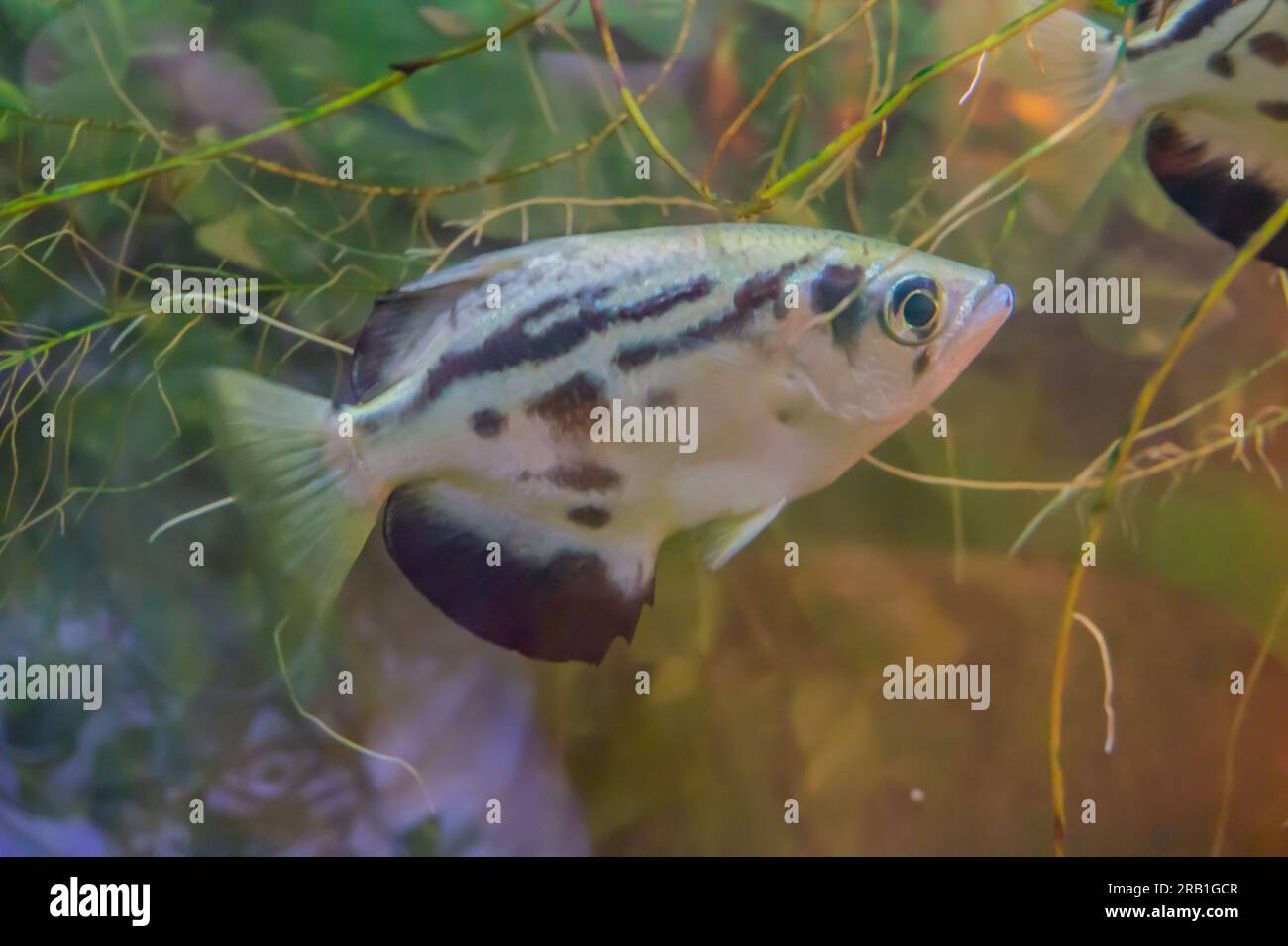 The archerfish spinner fish or archer fish form a monotypic family, Toxotidae, of fish known for their habit of preying on land-based insects and othe Stock Photo