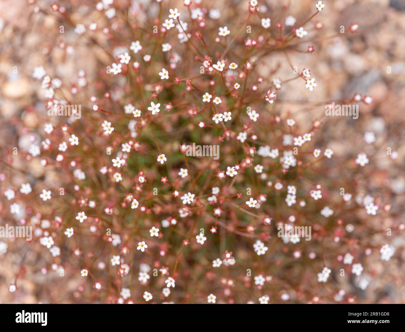Pygmy-flower Rock-Jasmine Androsace septentrionalis Stock Photo