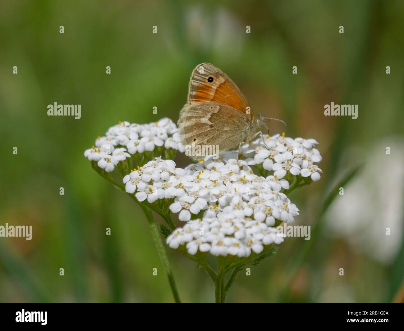 Coenonympha tullia, the large heath or common ringlet, is a butterfly in the family Nymphalidae. Stock Photo