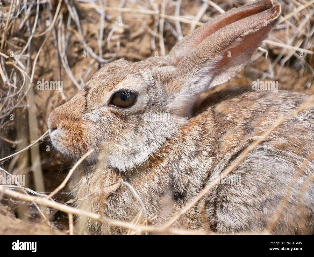 A desert cottontail rabbit Stock Photo - Alamy
