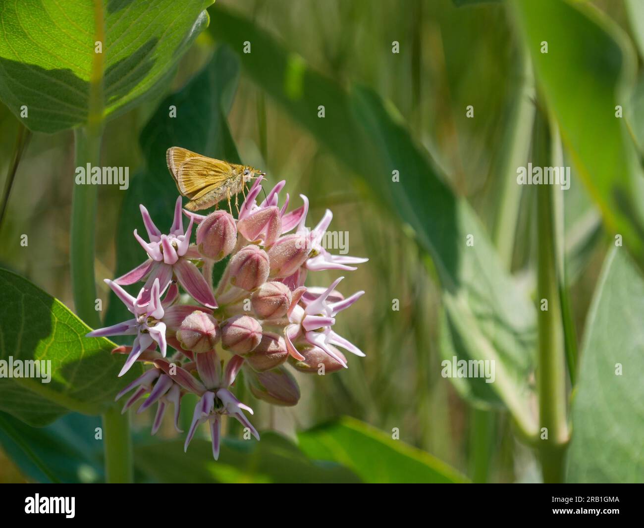 Long Dash Polites mystic on showy milkweed Stock Photo