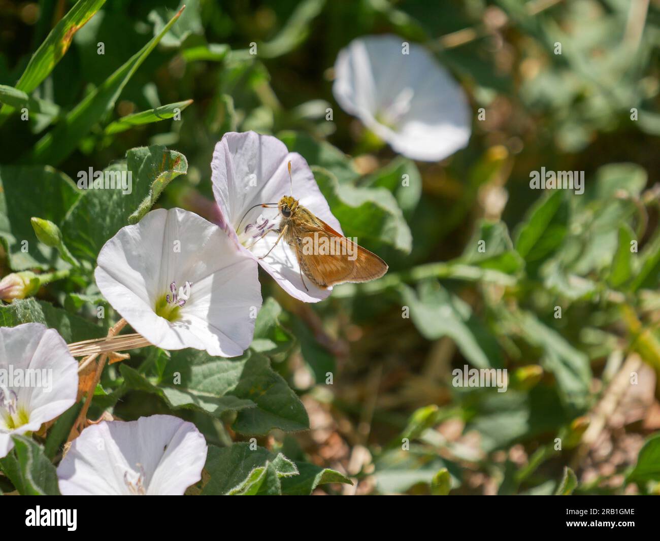 Long dash polites mystic on bindweed stock photo alamy