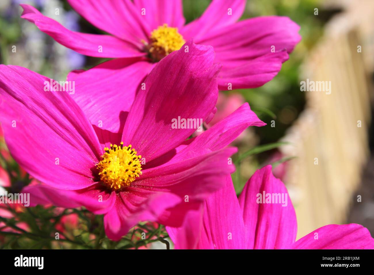 Bunch pink flowers blooming hi-res stock photography and images - Alamy