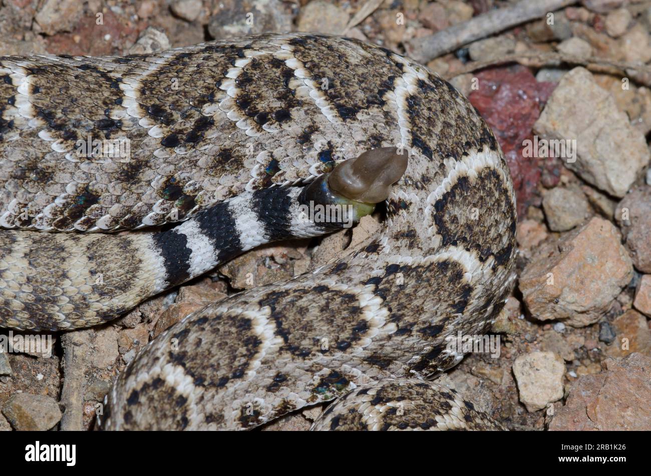Western Diamondback Rattlesnake, Crotalus atrox, rattle Stock Photo