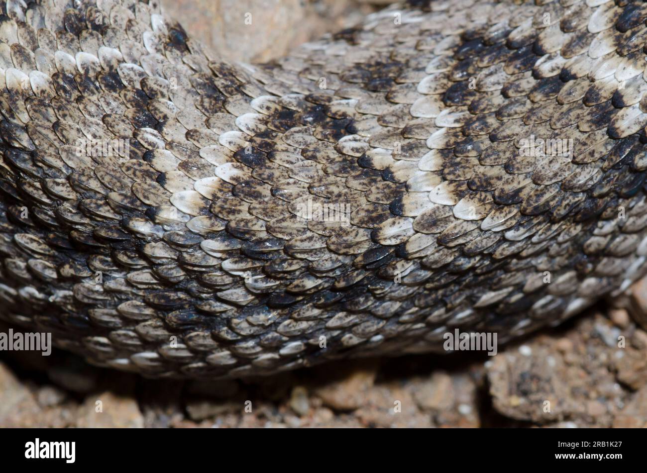 Western Diamondback Rattlesnake, Crotalus atrox, scale pattern Stock Photo