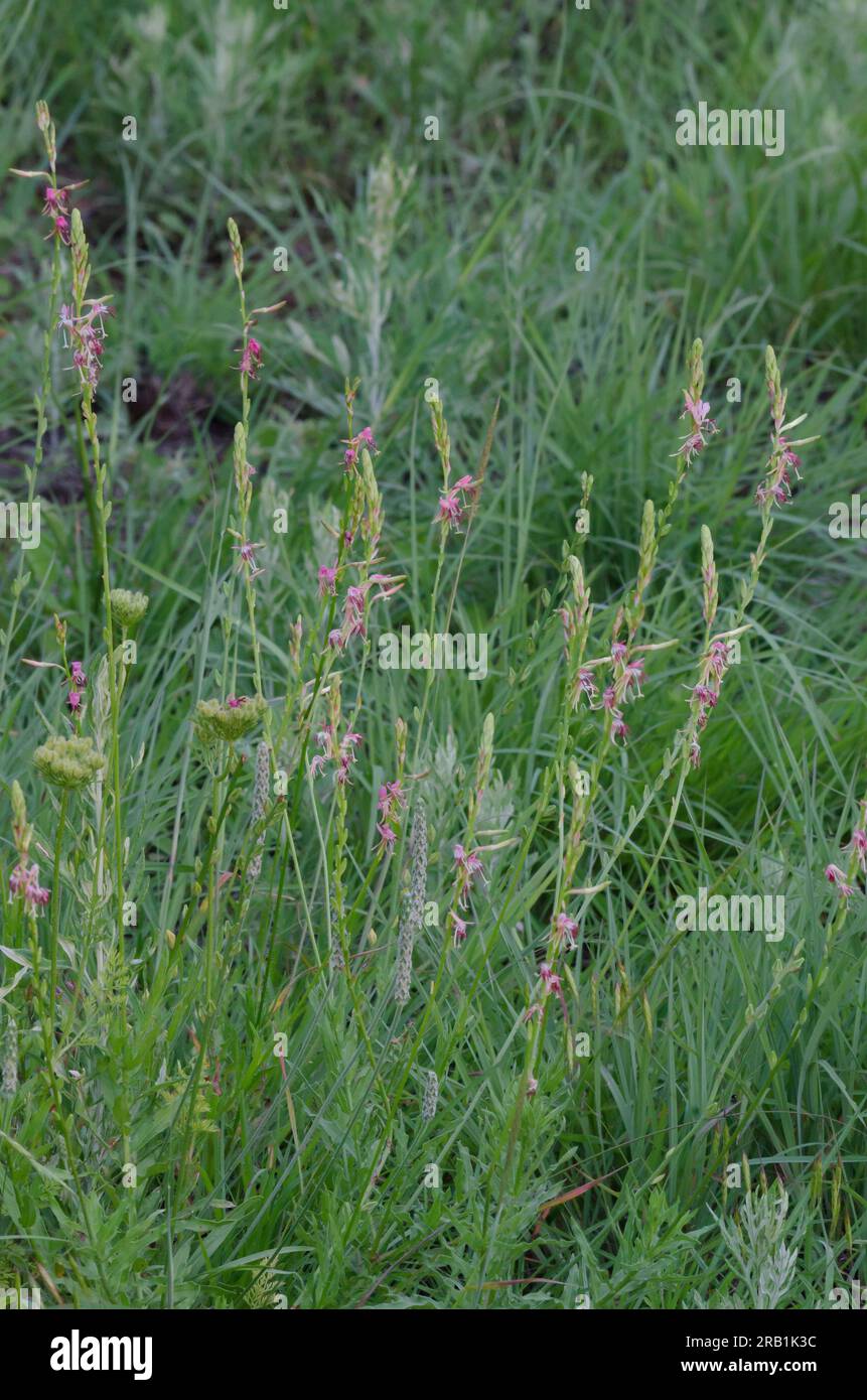 Roadside Gaura, Oenothera suffulta Stock Photo