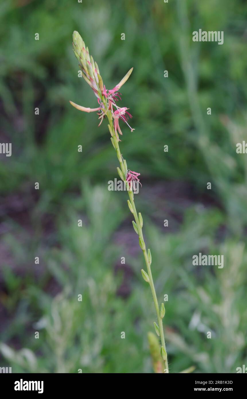 Roadside Gaura, Oenothera suffulta Stock Photo