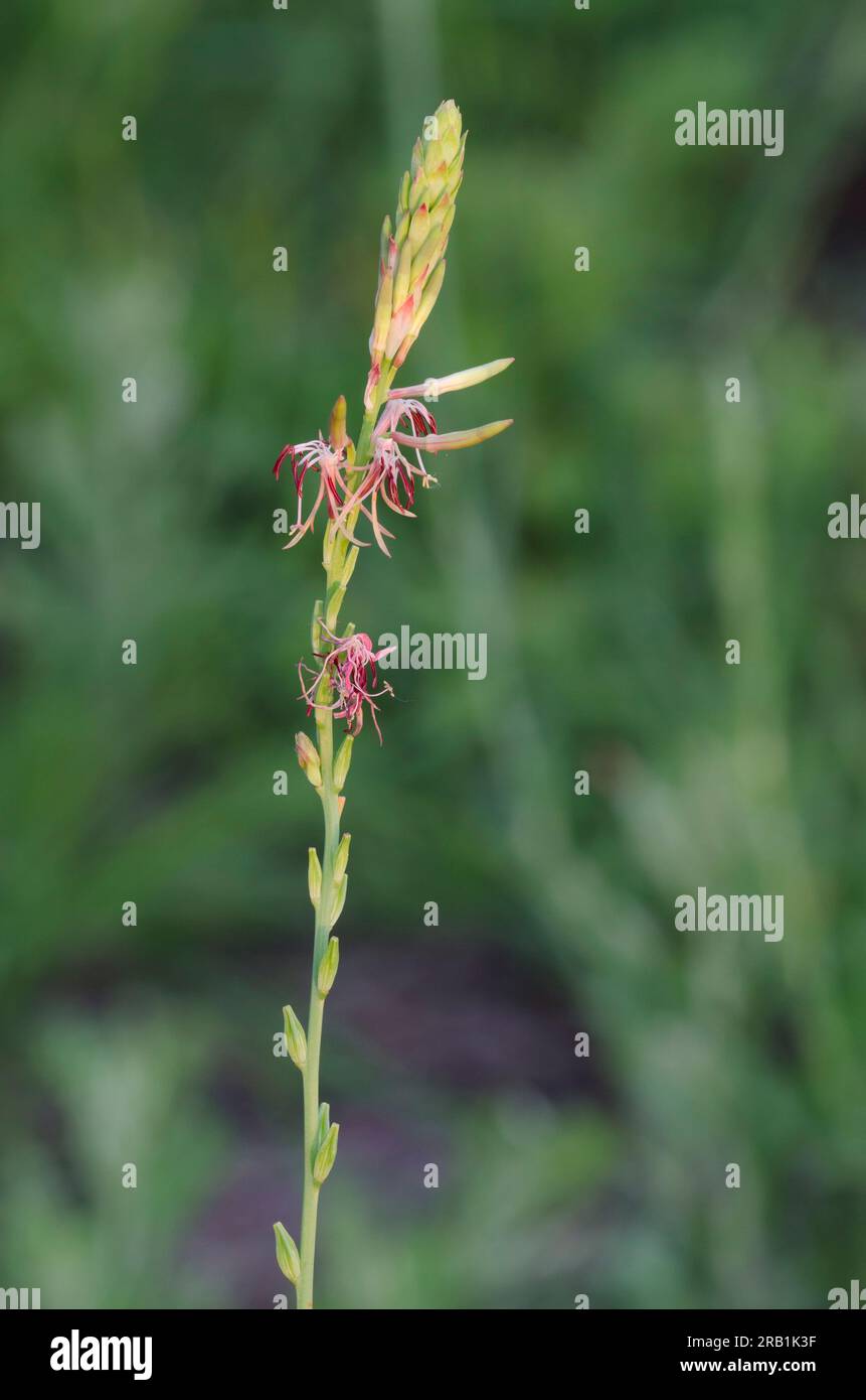 Roadside Gaura, Oenothera suffulta Stock Photo