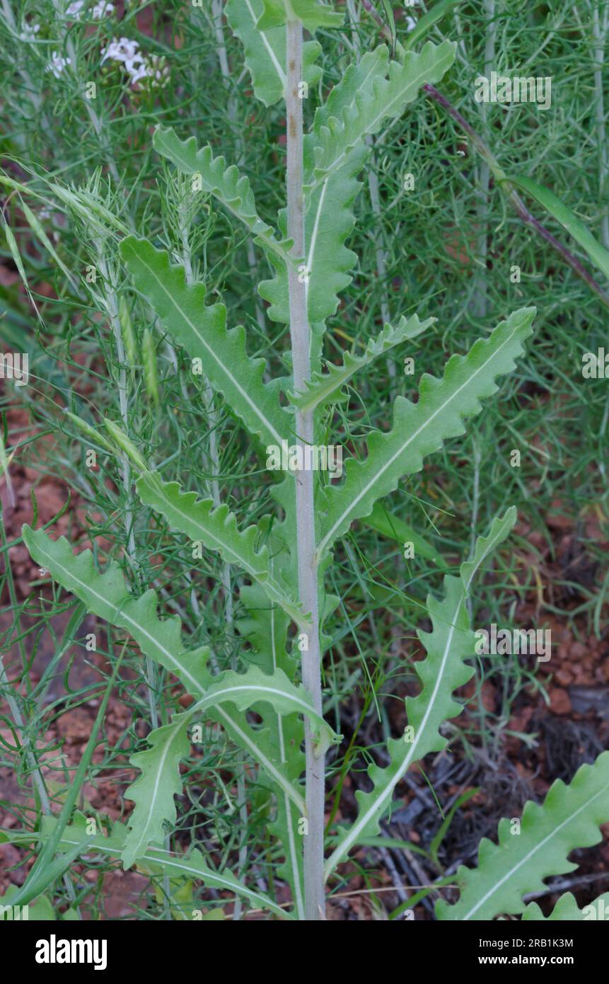 Wavyleaf Blazingstar, Mentzelia albescens, stem and leaves Stock Photo