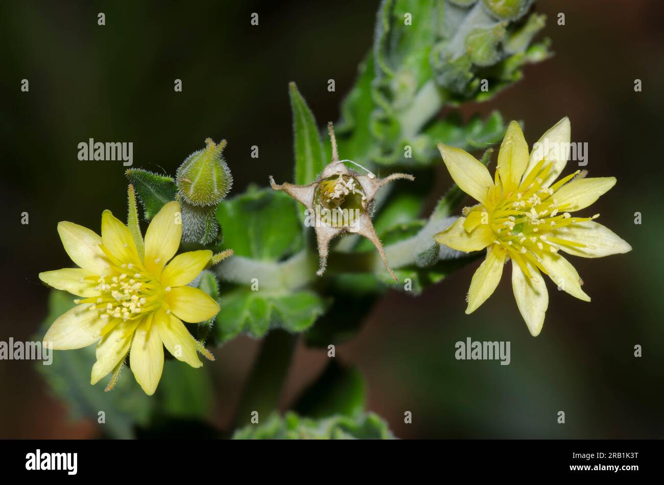 Wavyleaf Blazingstar, Mentzelia albescens Stock Photo