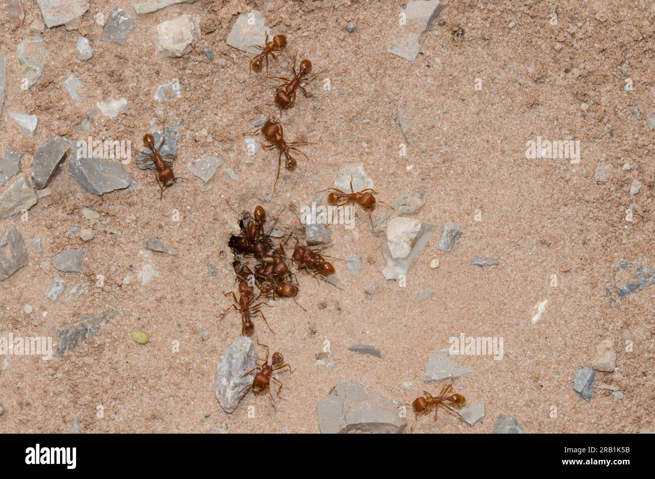 Harvester Ants, Pogonomyrmex comanche, at nest entrance Stock Photo