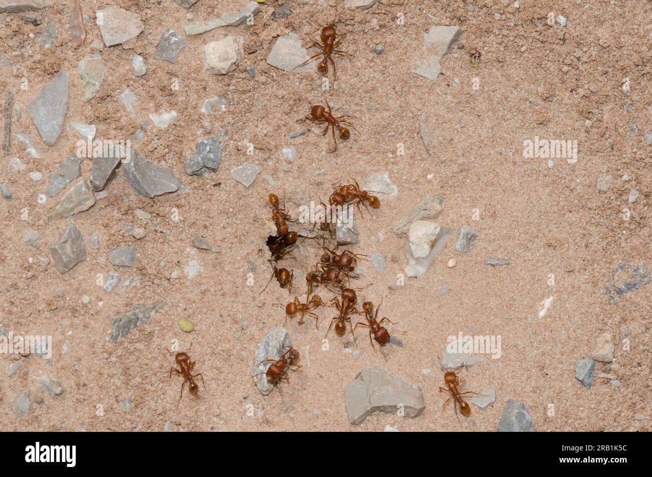 Harvester Ants, Pogonomyrmex comanche, at nest entrance Stock Photo