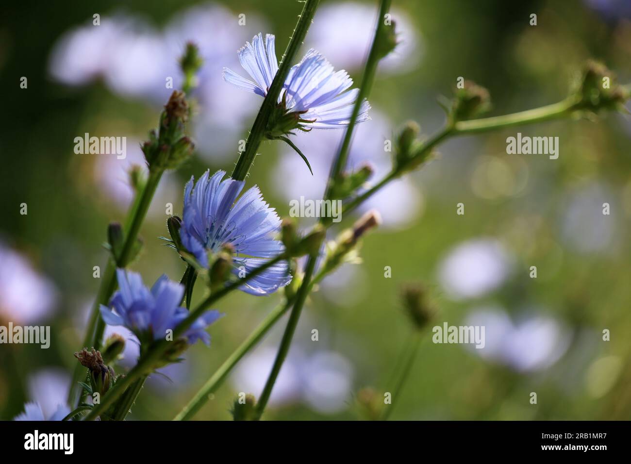 Blue chicory flowers in sunlight on a meadow, healing plant in summer Stock Photo