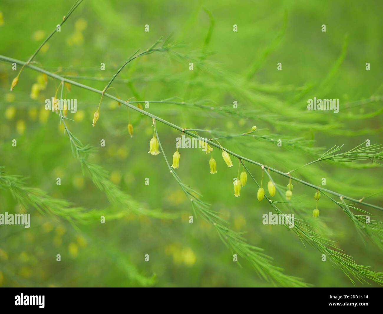 Asparagus bio flower blossom green harvest Asparagus officinalis farmer